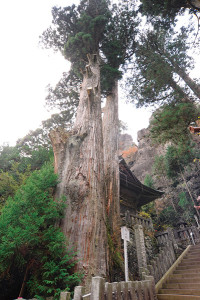 矢立杉